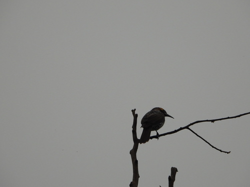 Ornate Melidectes (Melidectes torquatus), photo 7