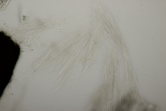 Acrospermum compressum