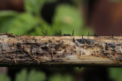 Acrospermum compressum