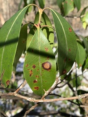 Diaporthe kalmiae