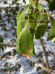 Diaporthe kalmiae