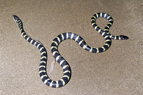 Hydrophis cyanocinctus observed 2026-02-09