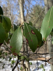 Diaporthe kalmiae