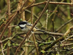 Periparus ater
