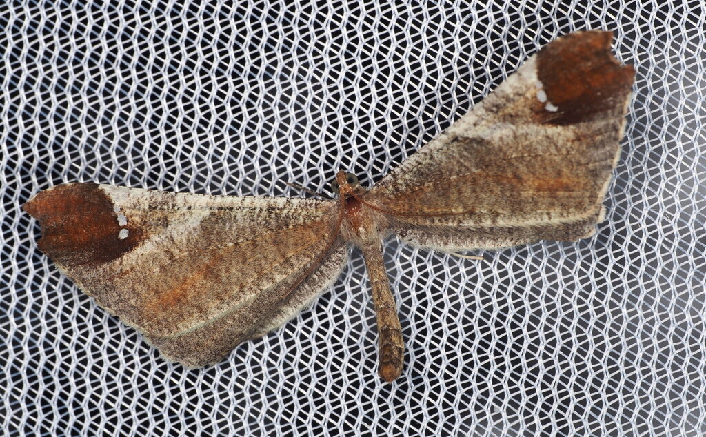 Macrosoma albistria
