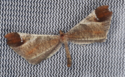 Macrosoma albistria