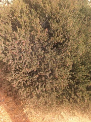 Arctostaphylos myrtifolia