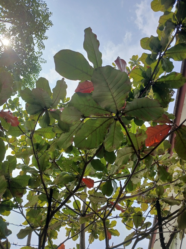 Alman Tree (Terminalia catappa)