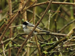 Periparus ater