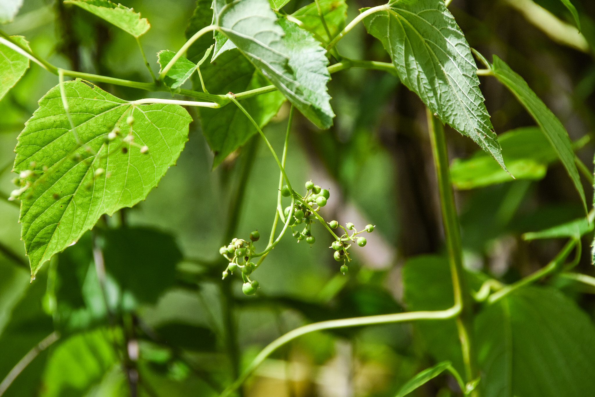 Heartleaf Peppervine (Ampelopsis cordata)