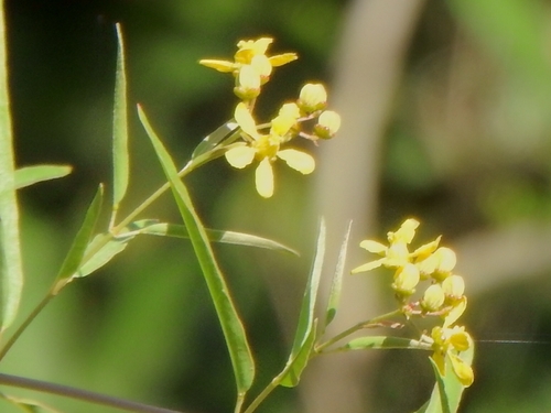 red wing (Heteropterys glabra)