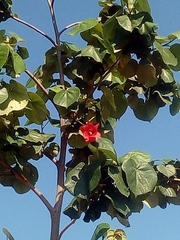 Hibiscus