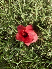 Hibiscus