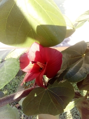 Hibiscus