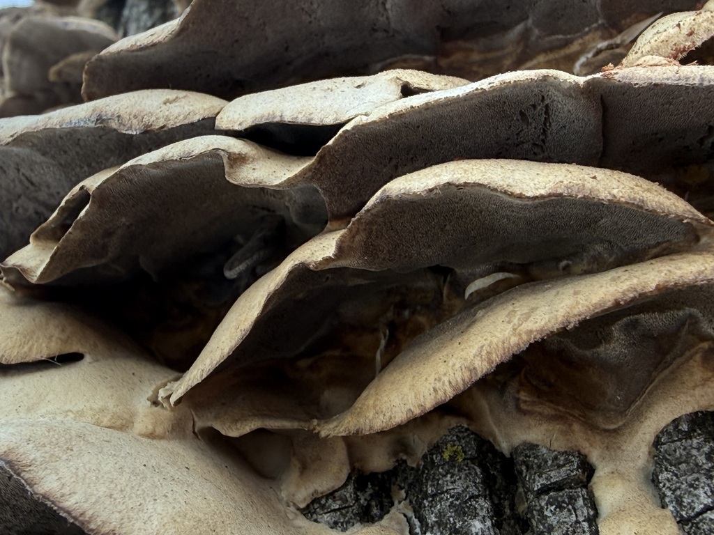 Bjerkandera adusta · February 2026 · photo: © tanner-lichens-shrooms (iNaturalist, cc-by)