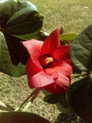 Hibiscus