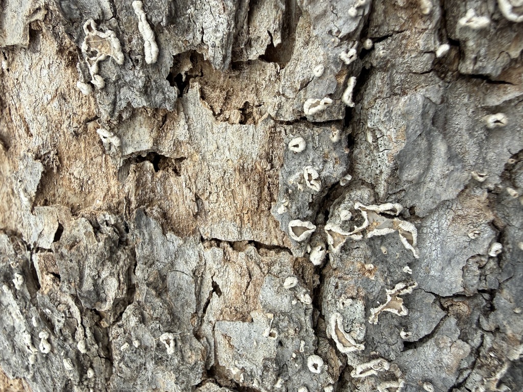 Aleurodiscus oakesii · February 2026 · photo: © tanner-lichens-shrooms (iNaturalist, cc-by)