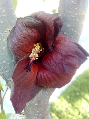 Hibiscus
