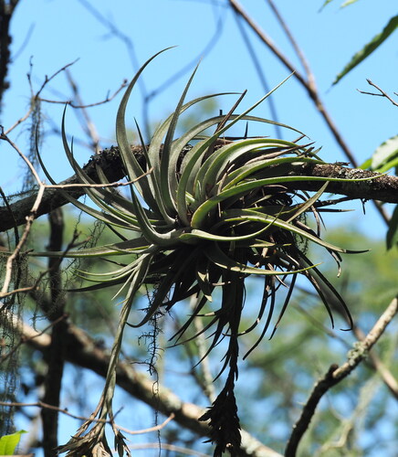 Tillandsia didisticha, photograph 1