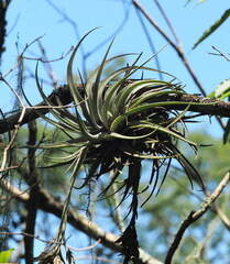 Tillandsia didisticha