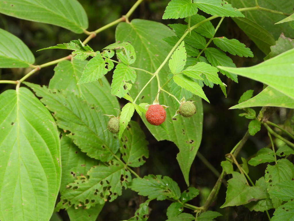 Mauritius raspberry (Rubus rosifolius)