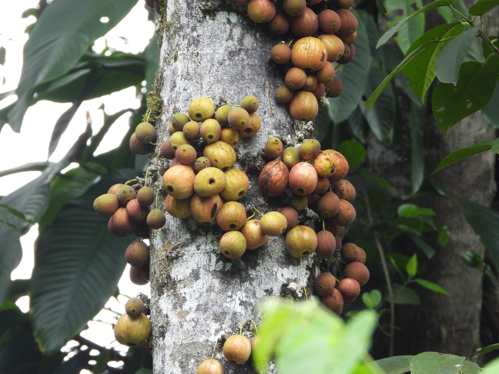crattock (Ficus racemosa)