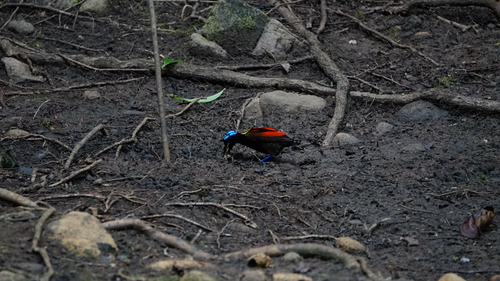 Diphyllodes respublica