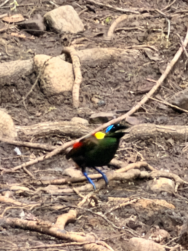 Wilson's Bird-of-paradise (Diphyllodes respublica)