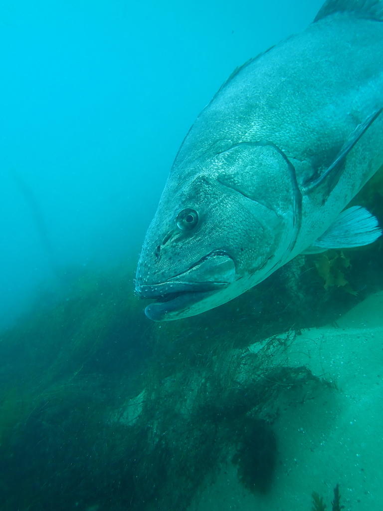 Black jewfish (Stereolepis gigas) — Polyprionidae