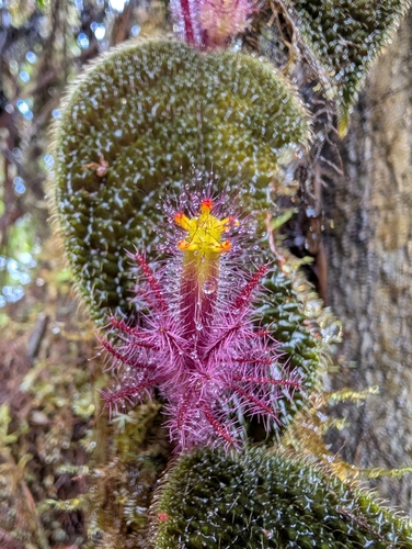 Columnea minor, photograph 6