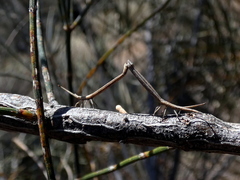 Tylocryptus egenus