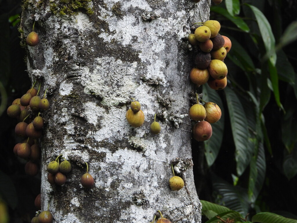 crattock (Ficus racemosa)