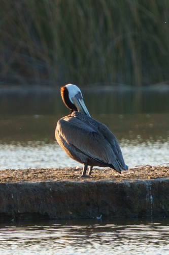 iNaturalist observation photo of Brown Pelican