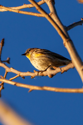iNaturalist observation photo of Yellow-rumped Warbler