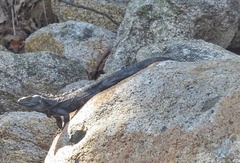 Ctenosaura pectinata