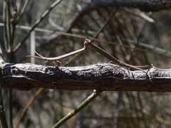Tylocryptus egenus