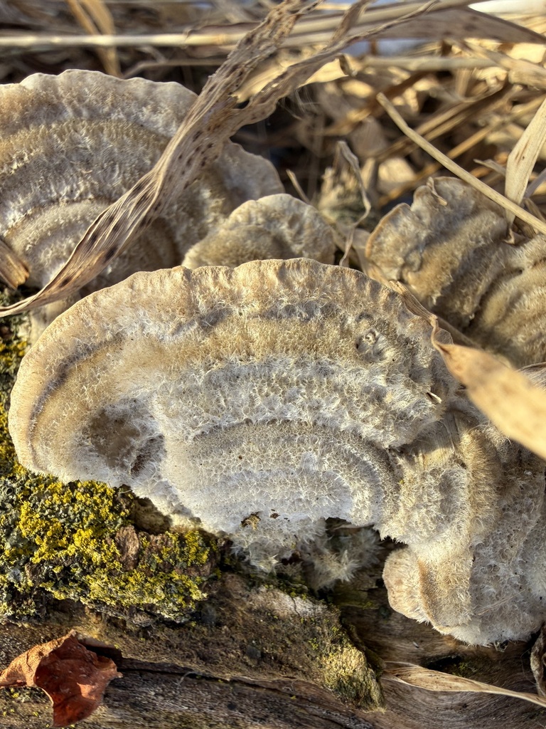 Trametes hirsuta · February 2026 · photo: © tanner-lichens-shrooms (iNaturalist, cc-by)