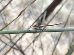 Tylocryptus egenus