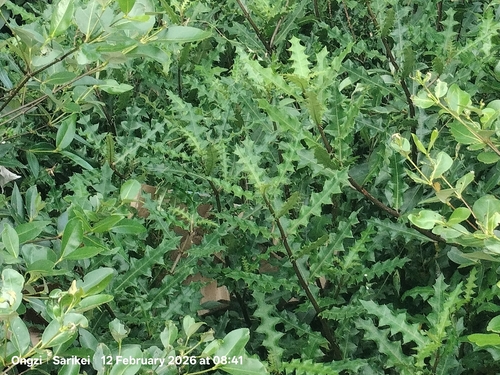 Acanthus ebracteatus, photograph 1