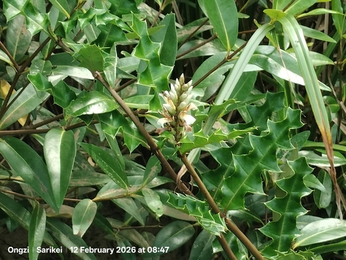 Acanthus ebracteatus