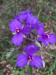 Tradescantia gigantea