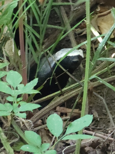 Greater Grison (Galictis vittata)
