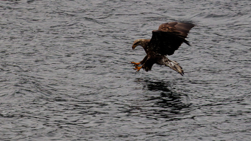 Bald Eagle photographed in Idaho