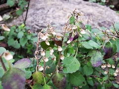 Scutellaria seleriana