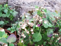 Scutellaria seleriana