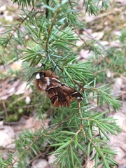 Endromis versicolora