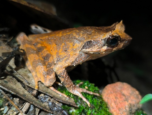 Megophrys longipes, 2025-12-28