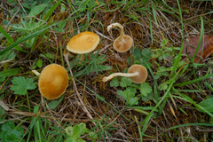 Agrocybe vervacti
