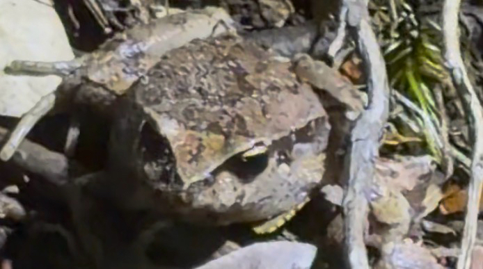 Eupsophus calcaratus (Günther, 1881)