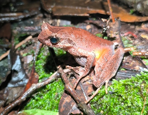 Megophrys longipes, 2025-12-28